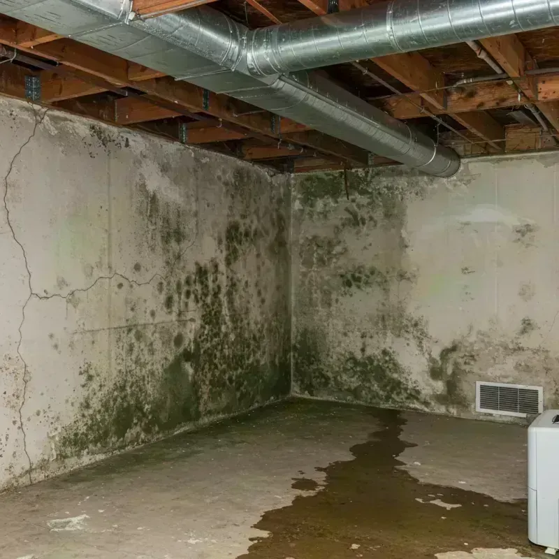 Professional Mold Removal in El Paso, IL